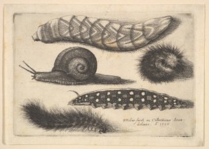 Cztery gąsienice i ślimak, 1646. autorstwa Wenceslaus Hollar