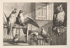 Jastrzębie i sowy, 1625-77. autorstwa Wenceslaus Hollar