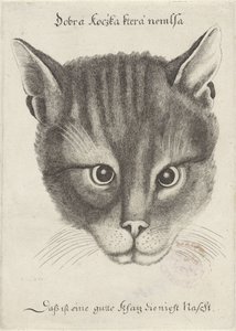 Głowa kota autorstwa Wenceslaus Hollar