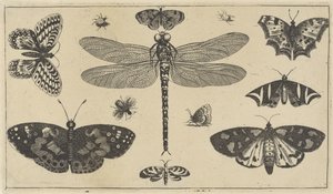 Ważki, biedronki i motyle Różne owady (tytuł serii) Diversae Insectorum (tytuł serii) autorstwa Wenceslaus Hollar