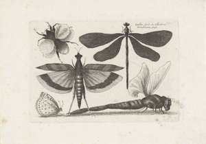 Ważki, motyl i trzmiel Owady (tytuł serii) Muscarum Scarabeorum (tytuł serii) autorstwa Wenceslaus Hollar