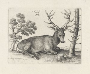 Leżący jeleń w prawo autorstwa Wenceslaus Hollar