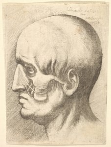 Głowa mężczyzny z profilu po lewej stronie z odsłoniętymi mięśniami, 1660. autorstwa Wenceslaus Hollar