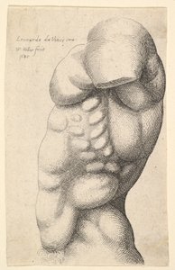 Męski tors od szyi do bioder z profilu w lewo, 1645. autorstwa Wenceslaus Hollar