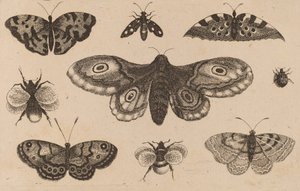 Ćma, motyle i pszczoły. autorstwa Wenceslaus Hollar