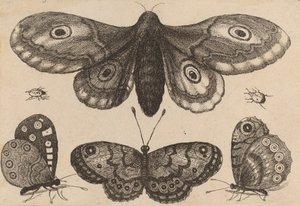 Ćma, trzy motyle i dwa chrząszcze, 1646. autorstwa Wenceslaus Hollar