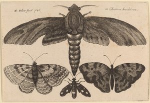 Ćma i Trzy Motyle autorstwa Wenceslaus Hollar