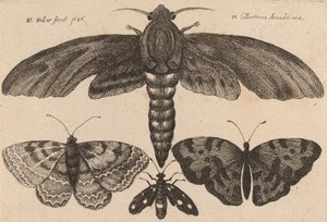 Ćma i trzy motyle, 1646. autorstwa Wenceslaus Hollar