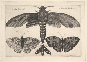 Ćma i trzy motyle, 1646. autorstwa Wenceslaus Hollar