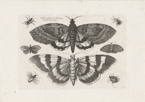 Ćmy i małe owady Owady (tytuł serii) Muscarum Scarabeorum (tytuł serii) autorstwa Wenceslaus Hollar
