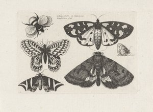 Ćmy, motyle i trzmiel Owady (tytuł serii) Muscarum Scarabeorum (tytuł serii) autorstwa Wenceslaus Hollar