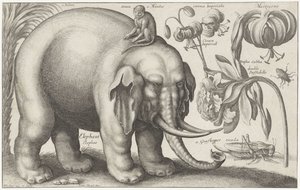 Słoń, małpa, kwiaty i owady Rośliny i zwierzęta (tytuł serii) Animalium Ferarum (tytuł serii na obiekcie) autorstwa Wenceslaus Hollar