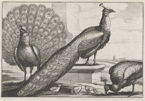 pawie Gatunki Diversae avium (tytuł serii) Różne ptaki (tytuł serii) autorstwa Wenceslaus Hollar