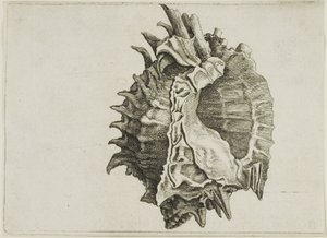 Murex o różowym ustach (phyllonotus erythrostomus) autorstwa Wenceslaus Hollar