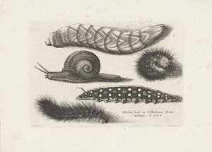 Gąsienice i ślimak Owady (tytuł serii) Muscarum Scarabeorum (tytuł serii) autorstwa Wenceslaus Hollar