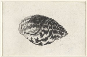 Muszla, achatina achatina Pociski (tytuł serii) autorstwa Wenceslaus Hollar
