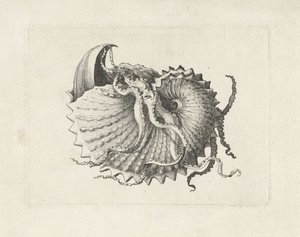 Skorupa, argonauta nodosa Pociski (tytuł serii) autorstwa Wenceslaus Hollar