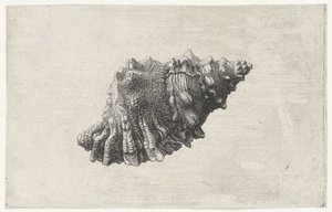 Muszla, bursa rubeta Pociski (tytuł serii) autorstwa Wenceslaus Hollar