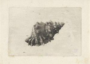 Muszla, bursa rubeta Pociski (tytuł serii) autorstwa Wenceslaus Hollar