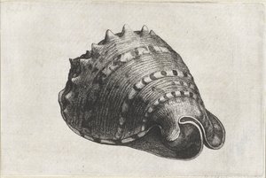 Shell, cassis cornuta Pociski (tytuł serii) autorstwa Wenceslaus Hollar