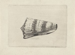 Muszla, stożek imperialis Pociski (tytuł serii) autorstwa Wenceslaus Hollar