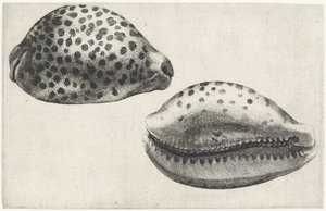 Muszla cypraea tigris Pociski (tytuł serii) autorstwa Wenceslaus Hollar