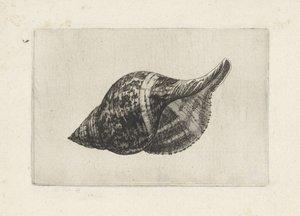 Muszla, fasciolaria tulipa Pociski (tytuł serii) autorstwa Wenceslaus Hollar