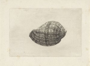 Muszla, harpa major Pociski (tytuł serii) autorstwa Wenceslaus Hollar