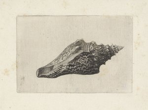 Muszla, hemifusus ternatanus Pociski (tytuł serii) autorstwa Wenceslaus Hollar