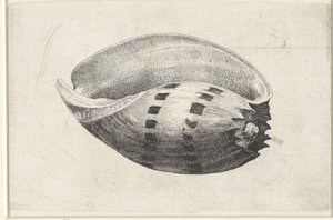 Muszla, amfora melo Pociski (tytuł serii) autorstwa Wenceslaus Hollar