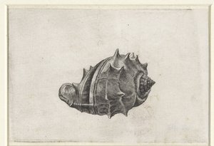Muszla, melongena melongena Pociski (tytuł serii) autorstwa Wenceslaus Hollar
