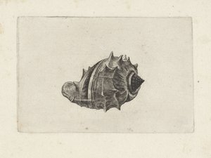 Muszla, melongena melongena Pociski (tytuł serii) autorstwa Wenceslaus Hollar
