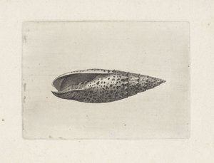 Muszla, mitra papalis Pociski (tytuł serii) autorstwa Wenceslaus Hollar