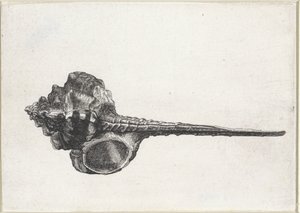 Muszla, murex haustellum Pociski (tytuł serii) autorstwa Wenceslaus Hollar