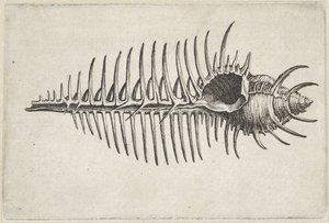 Muszla, murex pecten Pociski (tytuł serii) autorstwa Wenceslaus Hollar