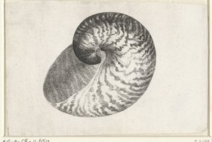 Muszla, łodzik pompilius Pociski (tytuł serii) autorstwa Wenceslaus Hollar