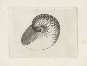 Muszla, łodzik pompilius Pociski (tytuł serii) autorstwa Wenceslaus Hollar