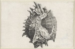 Muszla, phyllonotus erythrostomus Pociski (tytuł serii) autorstwa Wenceslaus Hollar