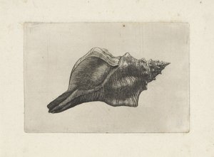 Muszla, pleuroploca trapez Pociski (tytuł serii) autorstwa Wenceslaus Hollar