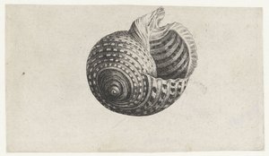 Muszla, tonna dol Pociski (tytuł serii) autorstwa Wenceslaus Hollar