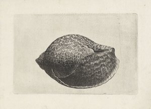 Muszla, tonna perdix Pociski (tytuł serii) autorstwa Wenceslaus Hollar