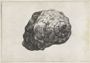 Powłoka, turbo sarmaticus Pociski (tytuł serii) autorstwa Wenceslaus Hollar