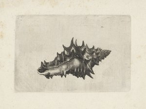 Muszla, ceramika vasum Pociski (tytuł serii) autorstwa Wenceslaus Hollar