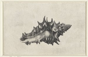 Muszla, ceramika vasum Pociski (tytuł serii) autorstwa Wenceslaus Hollar