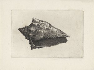 Powłoka, voluta ebraea Pociski (tytuł serii) autorstwa Wenceslaus Hollar