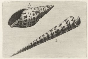 Schelpen, mitre cardinalis (A) w terebra subulata (B) Schelpen (tytuł serii) autorstwa Wenceslaus Hollar