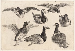 Siedem kaczek autorstwa Wenceslaus Hollar