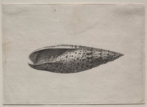 Muszle: Mitra papalis L autorstwa Wenceslaus Hollar