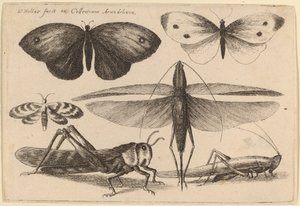 Sześć owadów autorstwa Wenceslaus Hollar