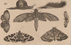 Sześć owadów, gąsienica i ślimak. autorstwa Wenceslaus Hollar